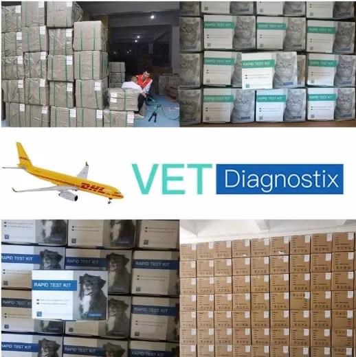 Kit per test Cpv Cdv Kit per test rapido dell'antigene del virus Parvo del cimurro canino